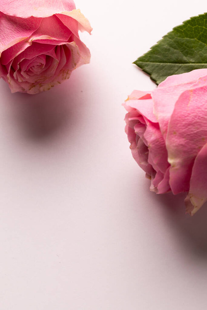 Zusammensetzung der Rosen auf weißem Hintergrund. Valentinstag, Feier und Kopierraum, digitales zusammengesetztes Bild. - Foto, Bild
