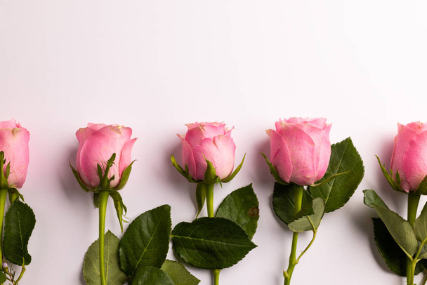 Zusammensetzung der Rosen auf weißem Hintergrund. Valentinstag, Feier und Kopierraum, digitales zusammengesetztes Bild. - Foto, Bild