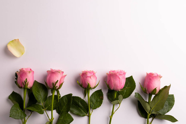 Composition of roses on white background. Valentines day, celebration and copy space, digital composite image. - Fotoğraf, Görsel