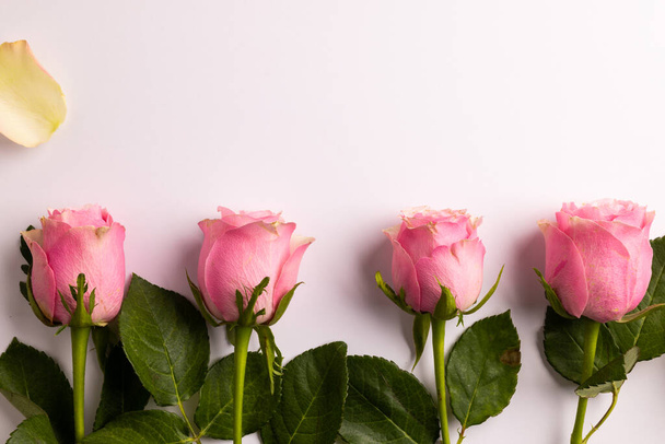 Composition of roses on white background. Valentines day, celebration and copy space, digital composite image. - 写真・画像