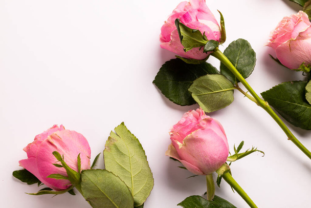 Composition of roses on white background. Valentines day, celebration and copy space, digital composite image. - Foto, Imagem