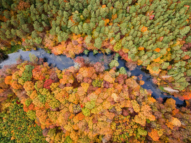 Top down view of autumn forest and river in Poland, Europe. Aerial view of nature. - Fotó, kép