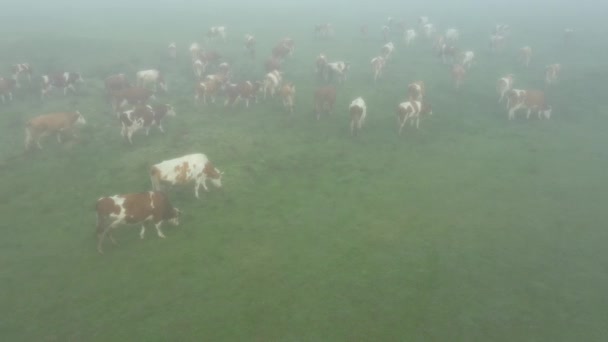 Boven het zicht, dolly bewegen kantelen over menigte, kudde van bloedvoorraad koeien als ze eten, grazen gras, mist op een weide, weide met mist. - Video