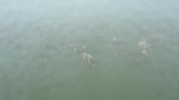 Над видом, куколка двигается по орбите над стадом кровяных коров, пока они едят, пасут траву, туман на пастбище, луг с туманом. - Кадры, видео