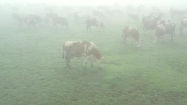 Над видом, куколка двигается по орбите над стадом кровяных коров, пока они едят, пасут траву, туман на пастбище, луг с туманом. - Кадры, видео