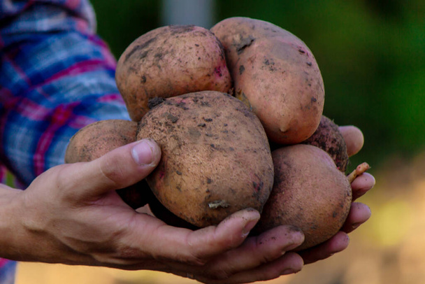 Egy farmer kezében egy frissen betakarított burgonyatermés van. szelektív fókusz - Fotó, kép