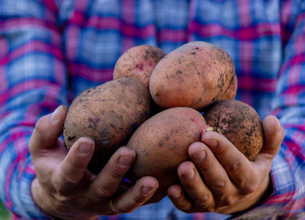 A farmer holds a freshly harvested potato crop in his hands. selective focus - Photo, Image