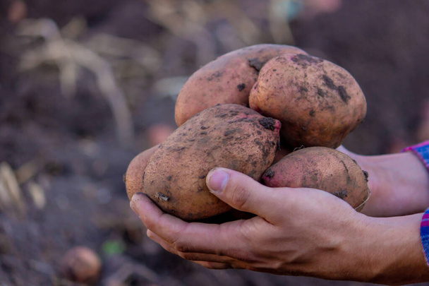 農家は収穫したばかりのジャガイモを手に持っている。選択的焦点 - 写真・画像