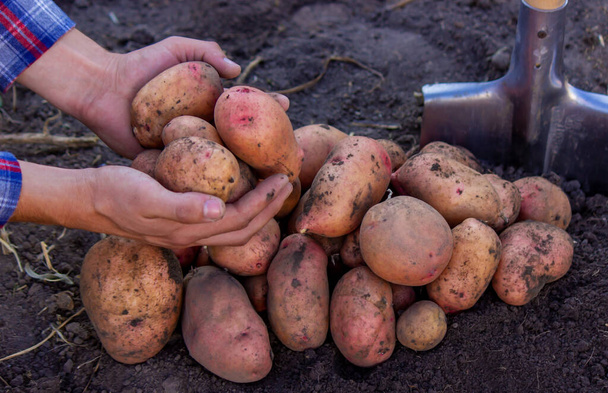 Un agriculteur tient dans ses mains une pomme de terre fraîchement récoltée. focus sélectif - Photo, image
