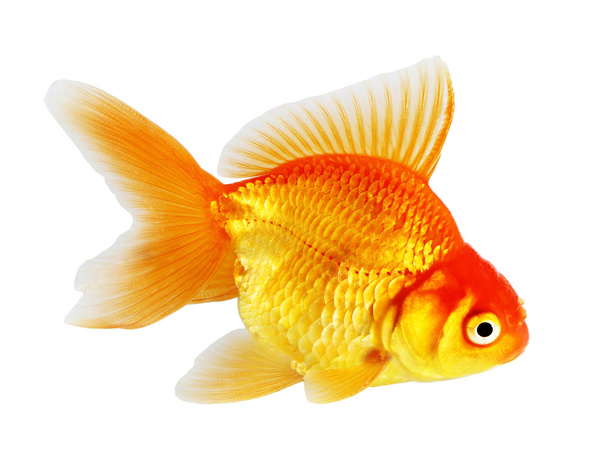 Gold fish. Isolation  on the white - Photo, Image