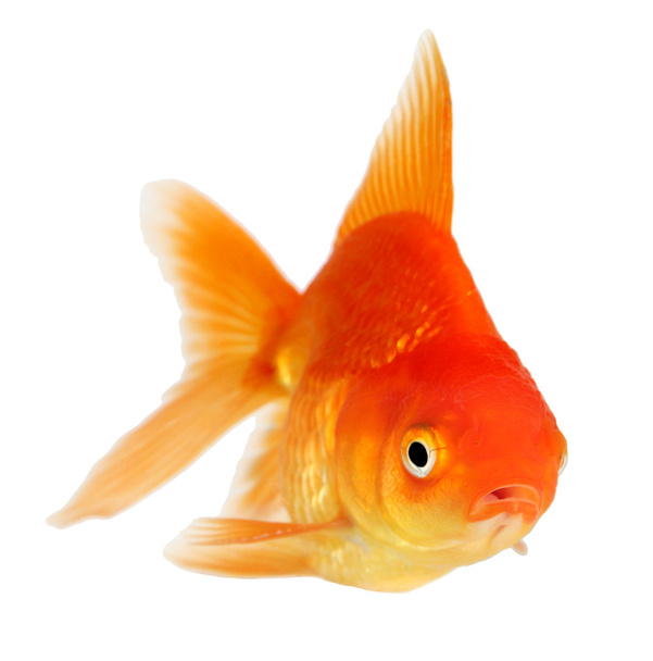 Золотая рыбка. Изоляция на белом - Фото, изображение