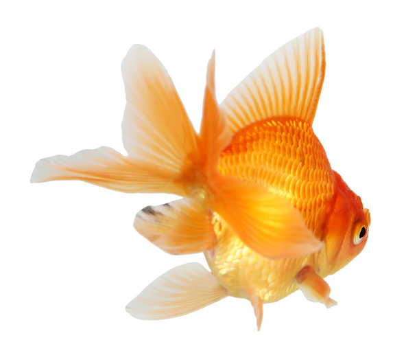 金魚だ。白の隔離 - 写真・画像