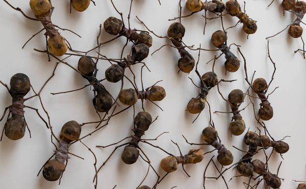 Obraz rzeźby wielu mrówek na wystawie w Rijksmuseum, w ramach wystawy Creepy Crawlies. - Zdjęcie, obraz