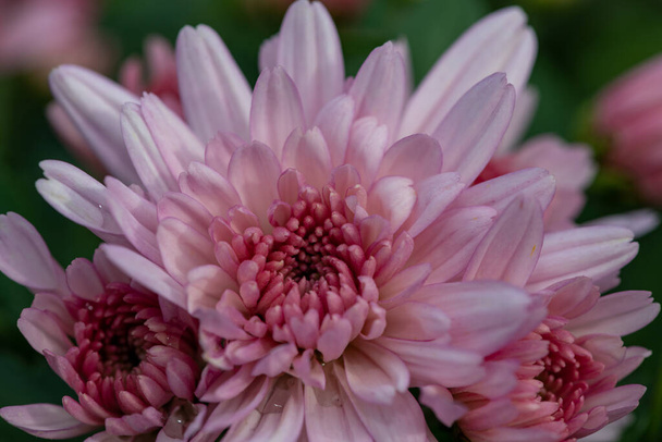 Крупним планом рожеві квіти хризантем у цвітіння
 - Фото, зображення