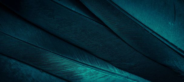 kék toll galamb makró fénykép. textúra vagy háttér - Fotó, kép