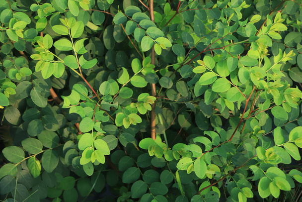 Breynia plant closeup background - Foto, Imagen