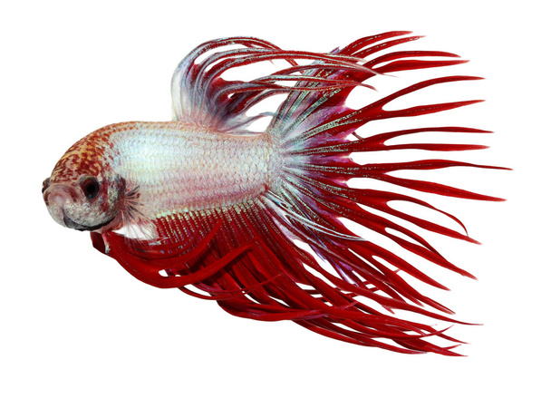 Siamesischer Kampffisch, Beta isoliert auf weißem Hintergrund - Foto, Bild