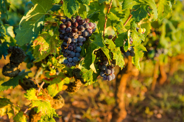 Спелые виноград
 - Фото, изображение