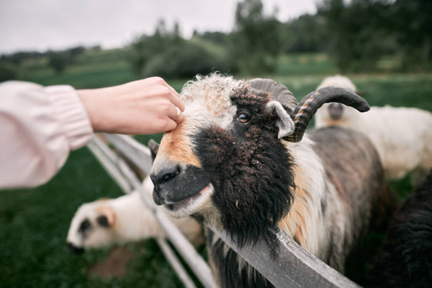 Close-up portret cute owiec patrząc. - Zdjęcie, obraz