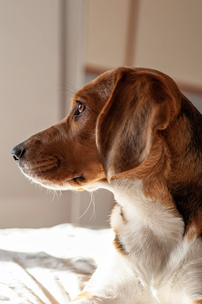 Профіль собаки Beagle, сидить у профілі, дивлячись вбік
 - Фото, зображення