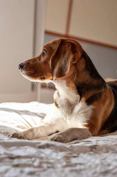 Beagle προφίλ σκύλου, κάθεται στο προφίλ κοιτάζοντας μακριά - Φωτογραφία, εικόνα
