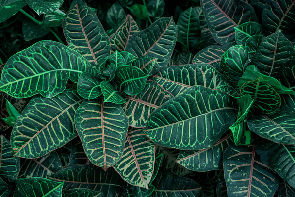 Beautiful multicoloured green leaves background - Photo, Image