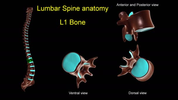 Костная анатомия позвоночника L 1 для медицинской концепции 3D анимации с вращением передней и задней конечностей - Кадры, видео