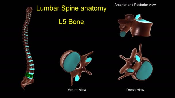 Lendenwirbelsäule L 5 Knochenanatomie für medizinisches Konzept 3D-Animation mit vorderer und hinterer Rotation - Filmmaterial, Video