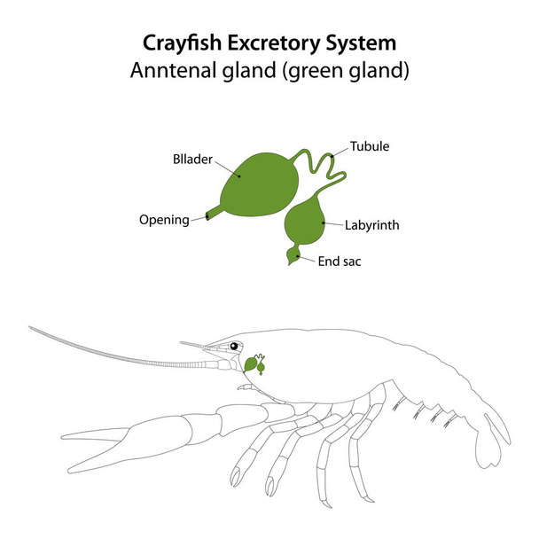 Crayfish Excretory System. Glande annulaire (glande verte)). - Vecteur, image