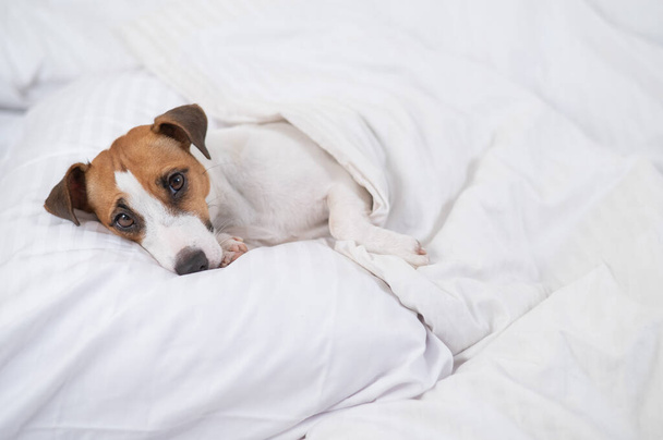 Jack Russell Terrier dog lies in bed under the covers. The pet sleeps in the bedroom - Foto, immagini