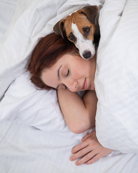 Jack Russell Terrier dog lies in an embrace with the owner in bed - Fotografie, Obrázek