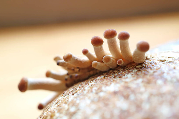 Pin teste di funghi di pioppo o velluto Pioppini (Yanagi Matsutake) Crescere fuori blocco di micelio nella prima vampata - Foto, immagini
