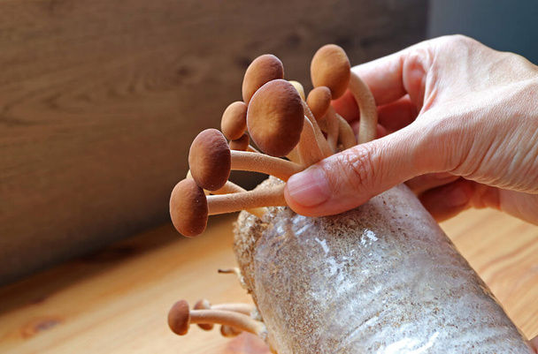 Mužská ruka sklizeň růstu sametové Pioppini houby nebo Yanagi-matsutake pěstované jako Houseplant - Fotografie, Obrázek