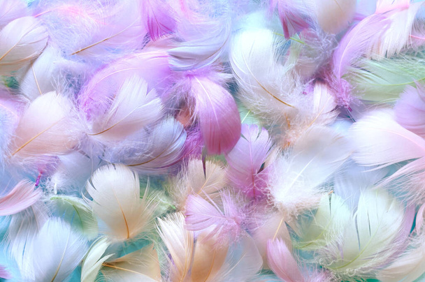 Angelic Pastel着色された白い羽の背景-小さなふわふわの青い羽がランダムに背景を形成散乱. - 写真・画像