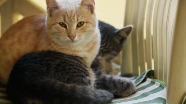 Portret dwóch uroczych kotków, puszystych kociąt w paski, szarych i rudych, leżących ze sobą na wygodnym krześle, przytulających się, bawiących się i śpiących. Temat zwierząt. Domowe słodkie zwierzęta domowe - Materiał filmowy, wideo