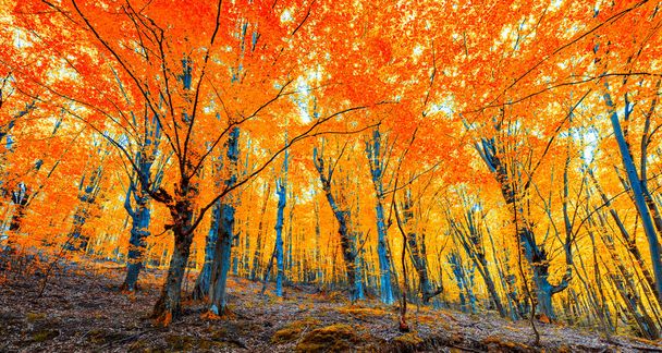 Cenário de outono. Belo ouro cai na floresta. Cena bonita em uma floresta amarela de outono. - Foto, Imagem