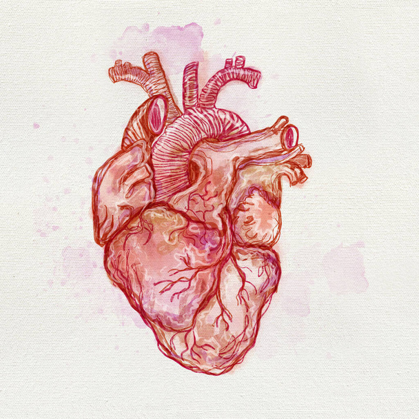 Abstract modern bright anatomical heart. Isolated organ watercolor art poster. Extraordinary abstract arrangements. - 写真・画像