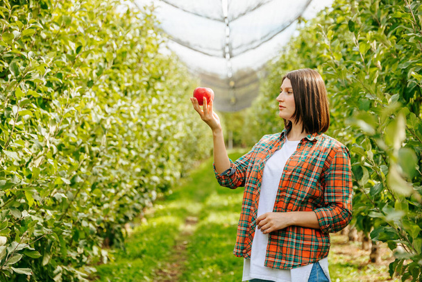A young woman agronomist looks at red ripe apple in her hand and admires it. Side view of a girl farmer in a plaid shirt holds a beautiful red apple in her hand. Blurred background. - Photo, image