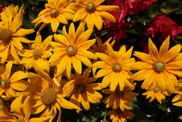 Flores amarillas Rudbeckia en un día soleado, primer plano, hermosas flores amarillas brillantes con pétalos delgados florecen en la imagen de fondo del jardín - Foto, Imagen