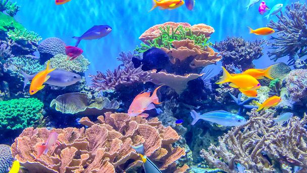 Koraalrif aquarium met kleine kleurrijke vissen - Foto, afbeelding