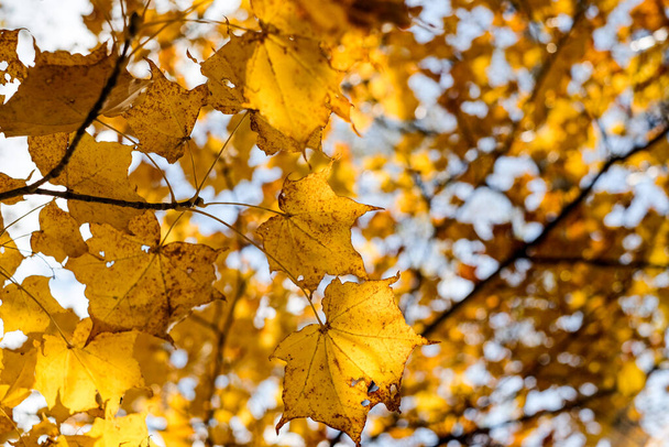 Autumn maple yellow leaves over three Background and sky.Maple is the most widely recognized national symbol of Canada. - Foto, imagen