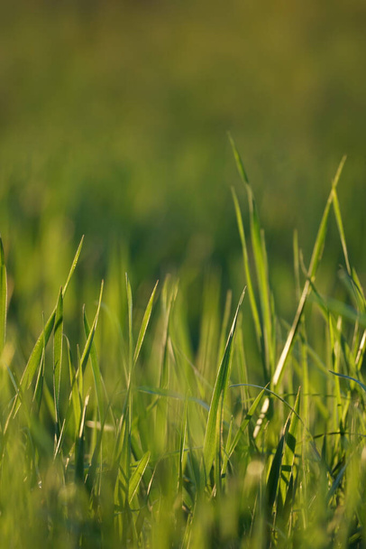 Zielone źdźbła trawy Zbliżenie na niewyraźne tło. Wysokiej jakości zdjęcie - Zdjęcie, obraz