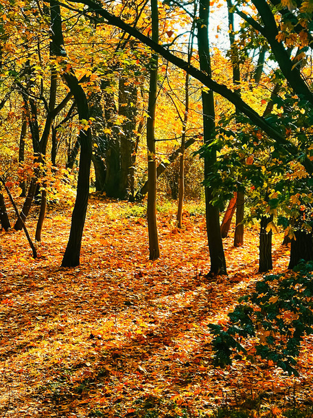 Luonto, maisema ja ympäristö, syksyn kultainen maisema syksyllä puita, lehtiä ja lehtiä syksyllä kuin viehättävä kausiluonteinen loma tausta kohtaus - Valokuva, kuva