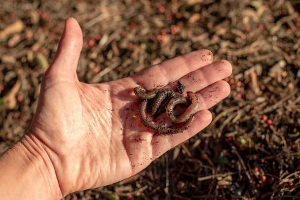 Закройте вид на руки, держащие ночных червей-ползунков с размытым садовым грунтом - Фото, изображение