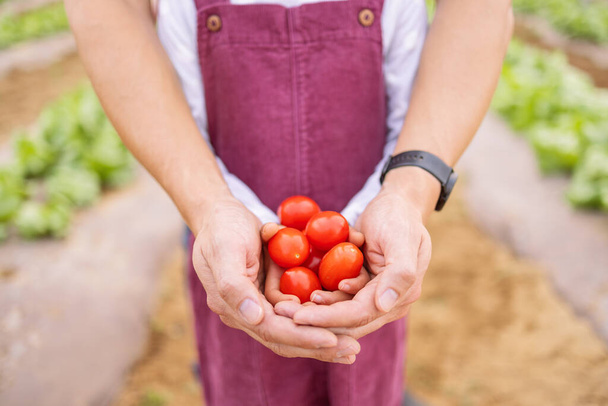 Farmer, child and hands with tomato for agriculture, environmental and food sustainability education. Learning, healthy and gardener teaching kid organic fruit farming development skills outdoors. - Фото, зображення