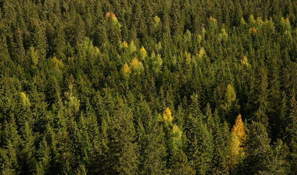秋の森の絶景。緑と黄色の松の木。自然を背景に。クオピオ・フィンランド - 写真・画像