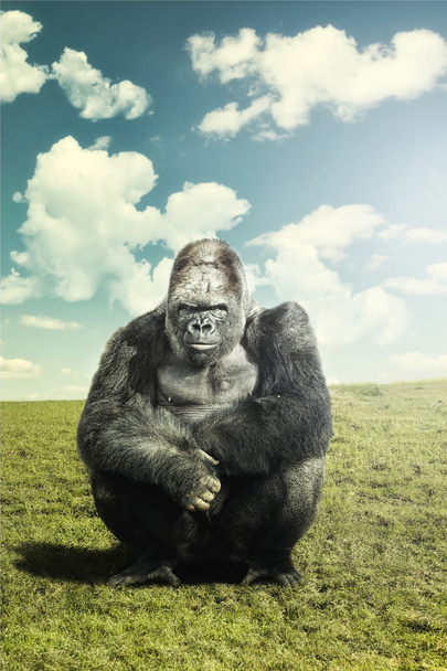 Серебряная горилла смотрит в камеру
 - Фото, изображение