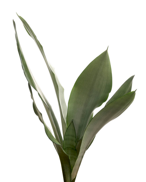 Sansevieria Moonshine leaves, Moonshine Snake Plant, isolated on white background with clipping path                      - 写真・画像