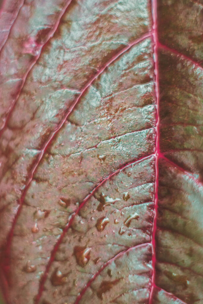 Dark red color amaranth leaf close up. - Fotografie, Obrázek