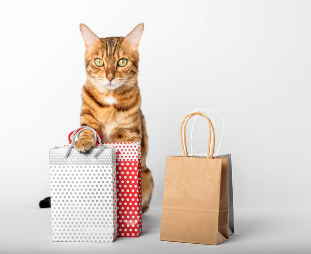 Domestic cat among colorful bags isolated on white background. - 写真・画像